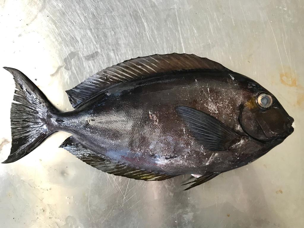 Striated surgeonfish